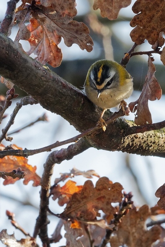 DSC_6552_DxO.jpg