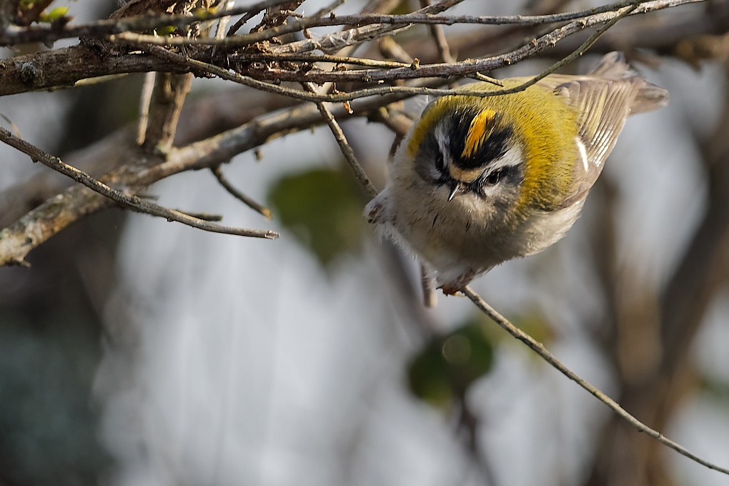 DSC_6569_DxO.jpg