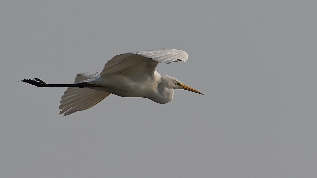 DSC_6585_DxO.jpg
