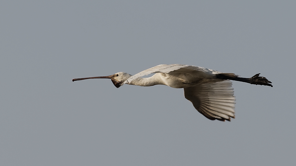 DSC_6587_DxO.jpg