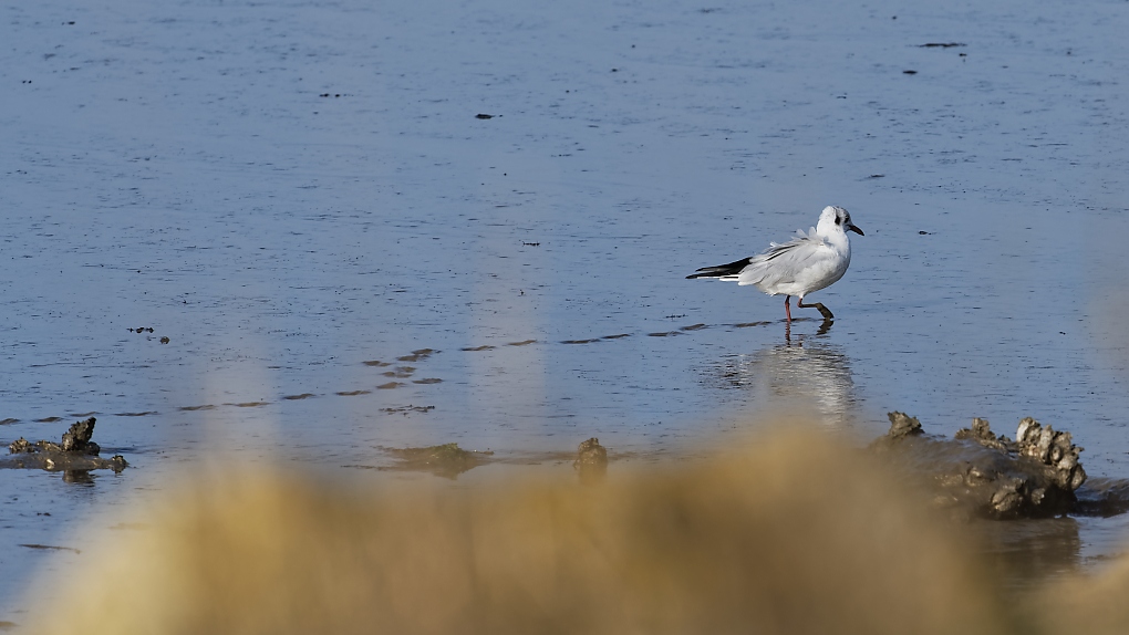 DSC_6591_DxO-1.jpg