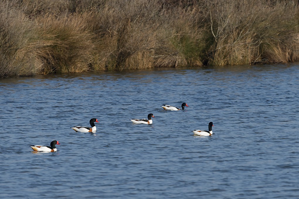 DSC_6593_DxO.jpg