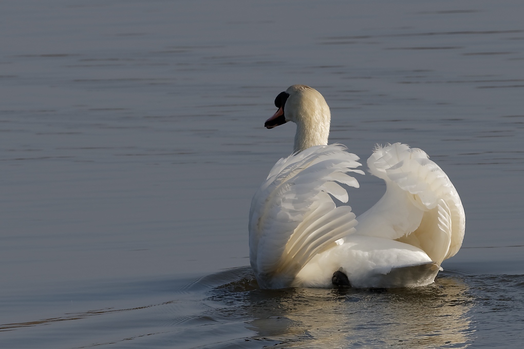 DSC_6603_DxO.jpg