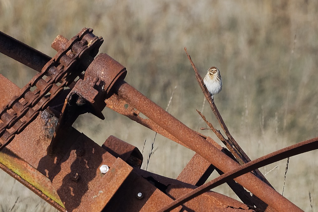 DSC_6607_DxO.jpg