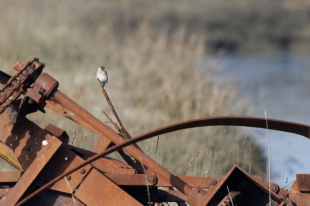 DSC_6621_DxO.jpg