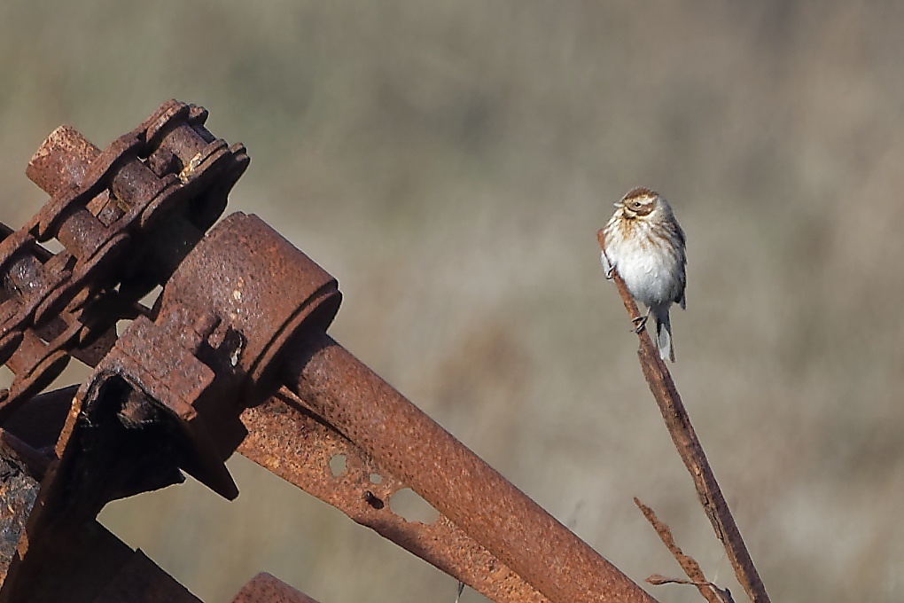 DSC_6617_DxO.jpg