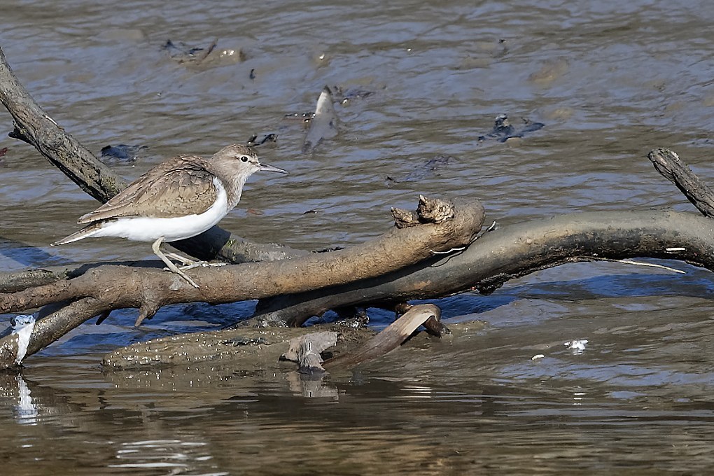 DSC_6664_DxO.jpg