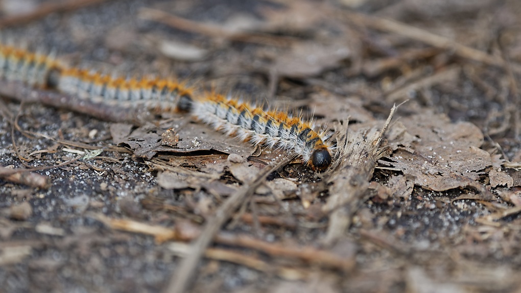 DSC_6726_DxO.jpg