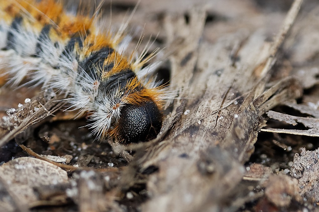 DSC_6727_DxO.jpg