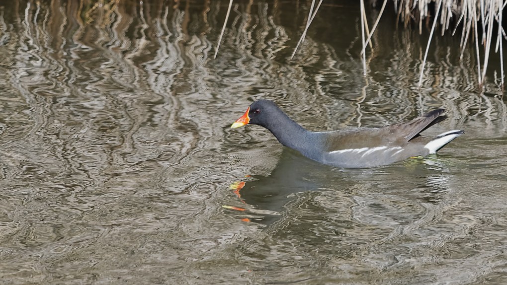 DSC_6755_DxO.jpg
