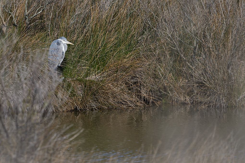 DSC_6758_DxO.jpg