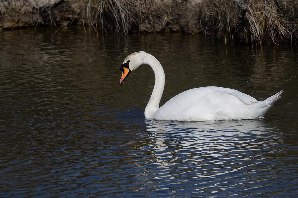 DSC_6765_DxO.jpg