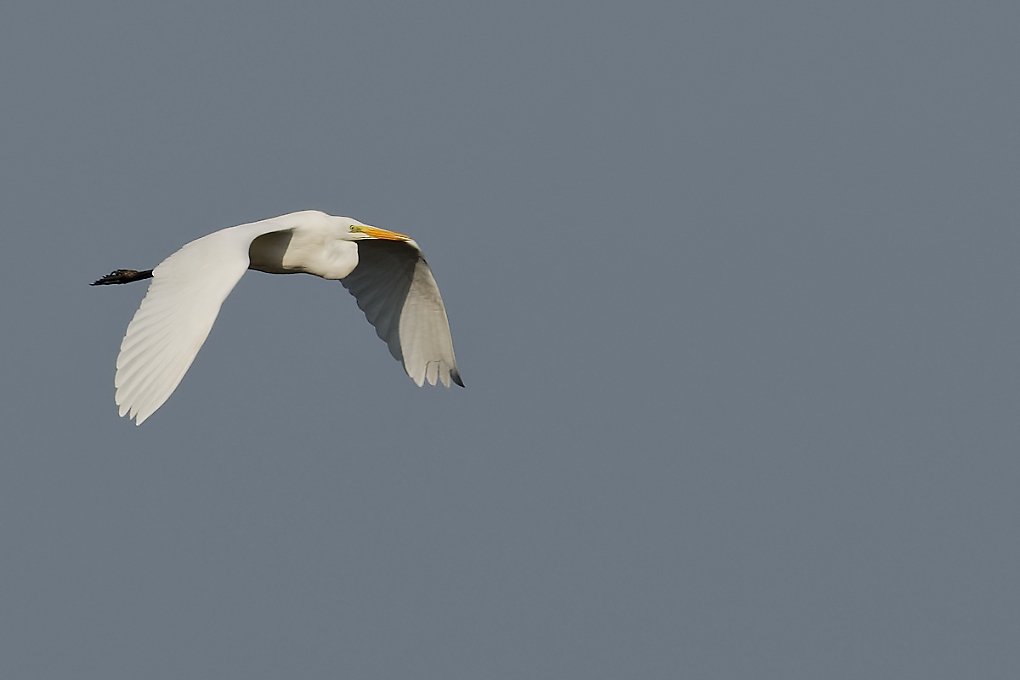 DSC_6772_DxO.jpg