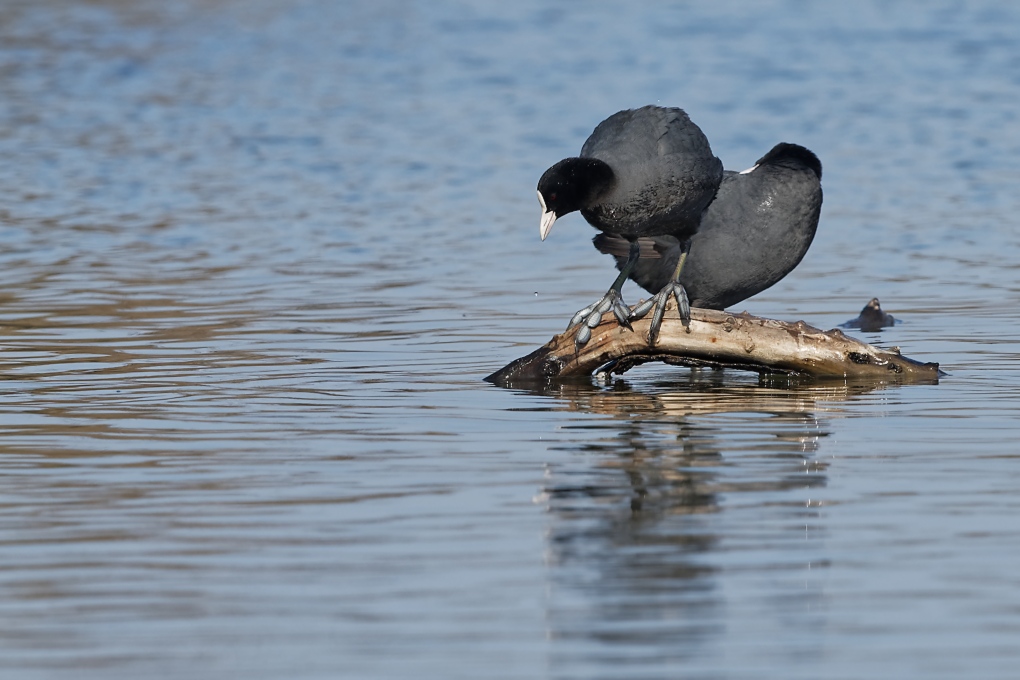 DSC_6776_DxO.jpg