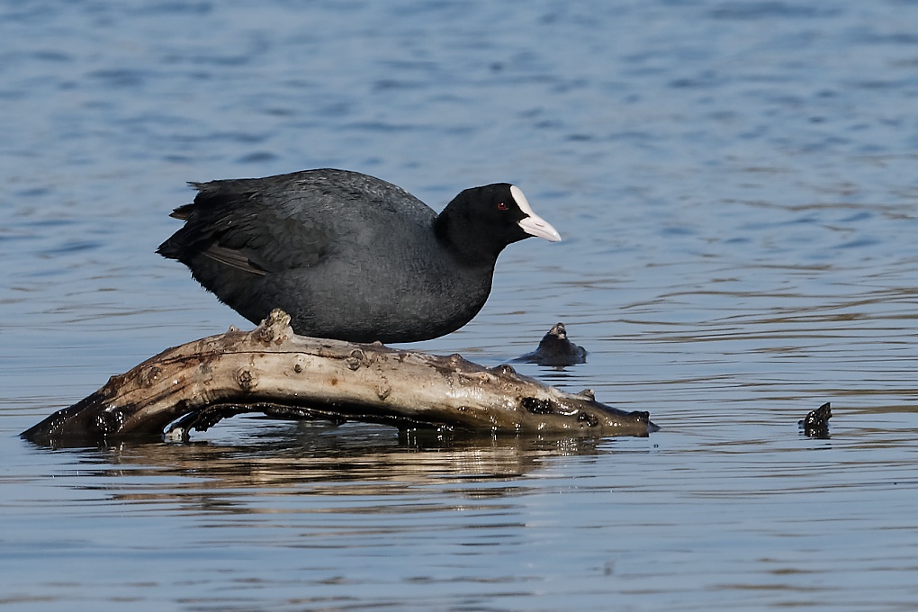 DSC_6778_DxO.jpg