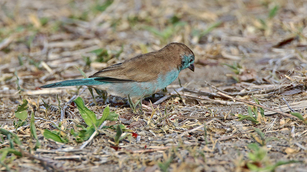 IMG_0171 copie.jpg