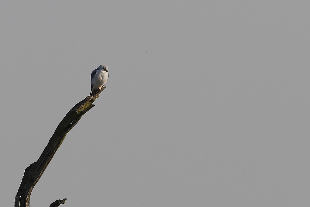 DSC_6812_DxO.jpg