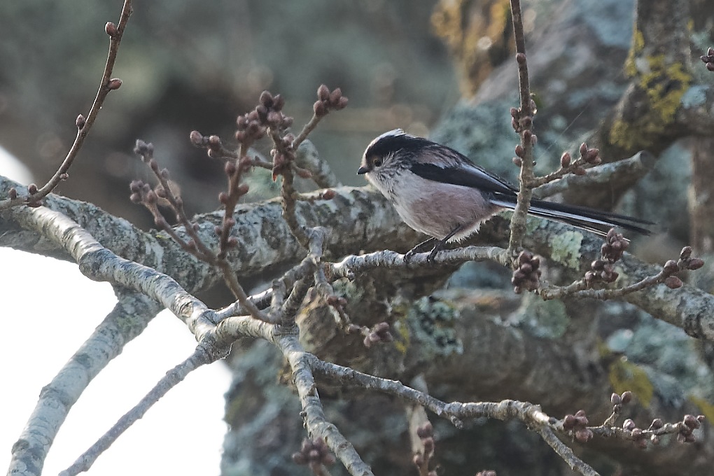 DSC_6852_DxO.jpg