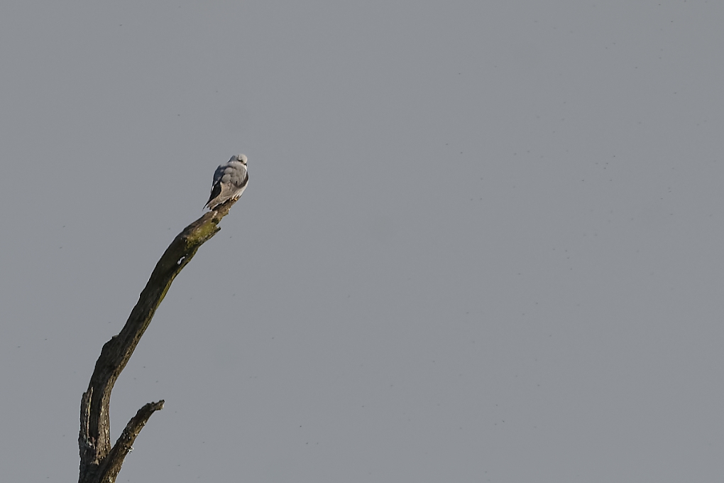 DSC_6876_DxO.jpg