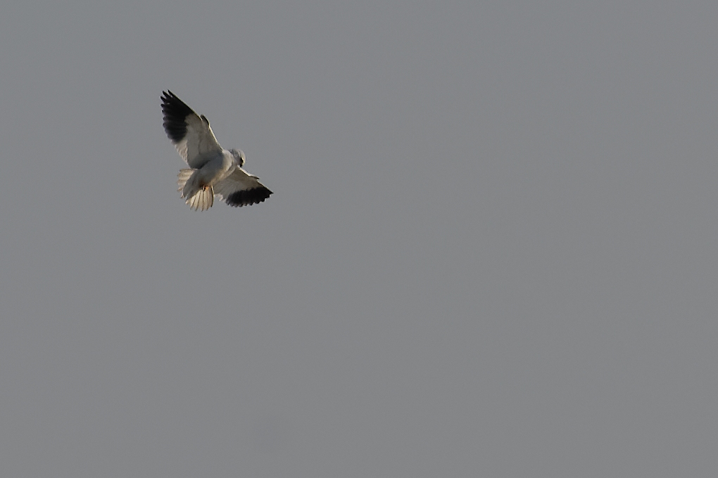 DSC_6887_DxO-1.jpg