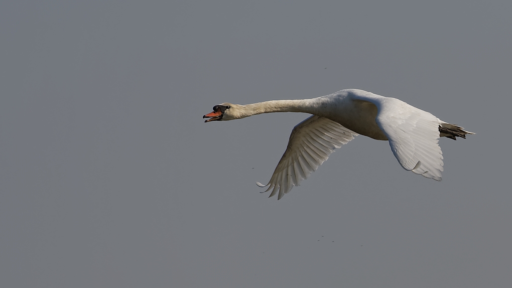 DSC_6894_DxO-1.jpg