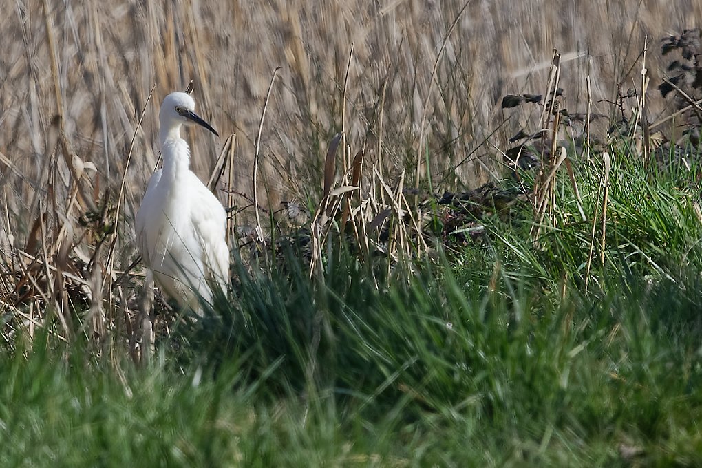 DSC_6905_DxO.jpg