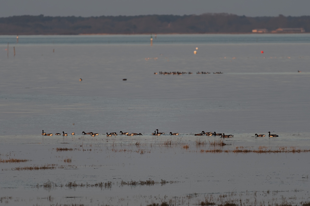 DSC_6952_DxO.jpg