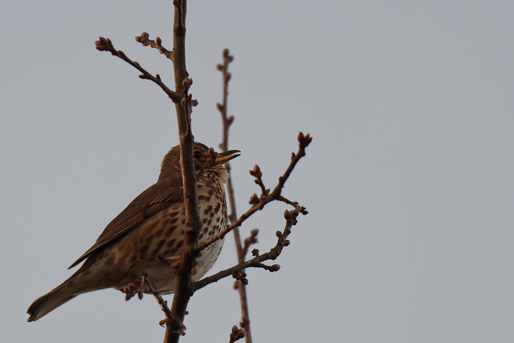 DSC_6960_DxO.jpg