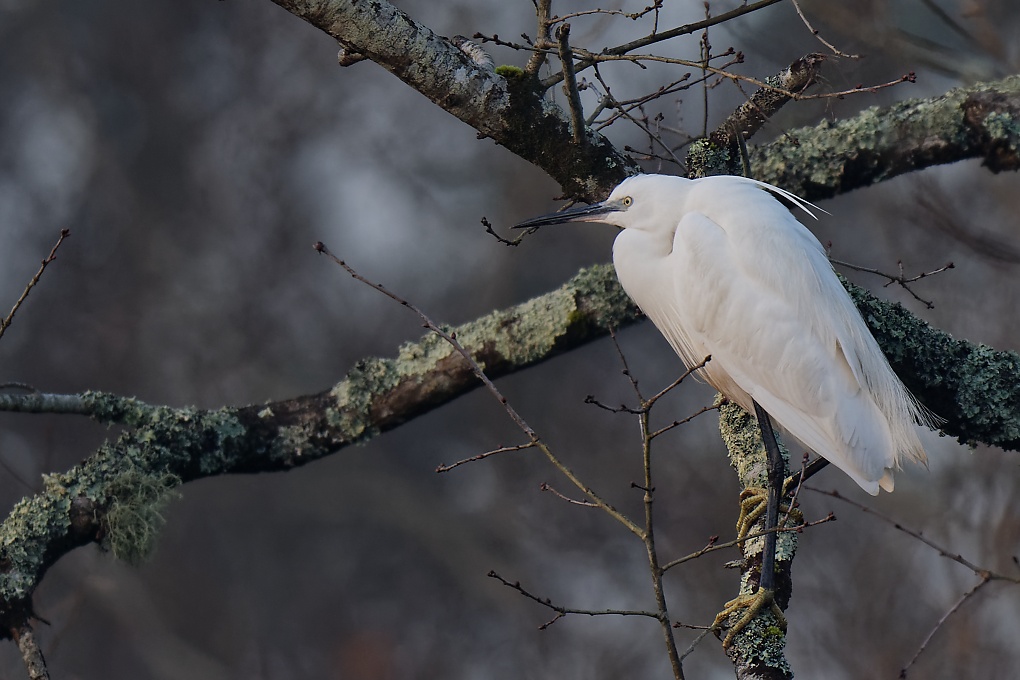 DSC_6970_DxO.jpg