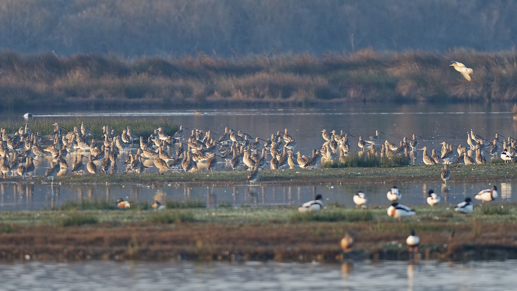 DSC_6984_DxO.jpg