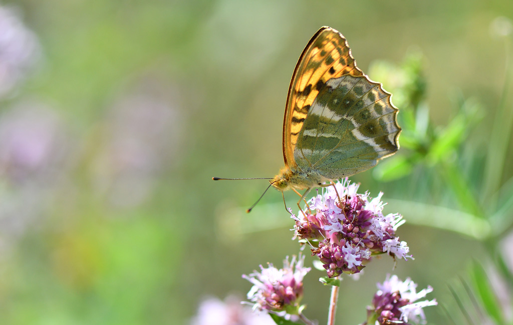 DSC_8485.jpg