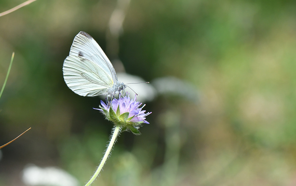 DSC_8444.jpg