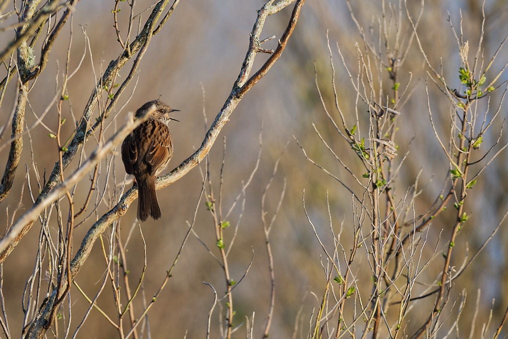 DSC_7008_DxO.jpg