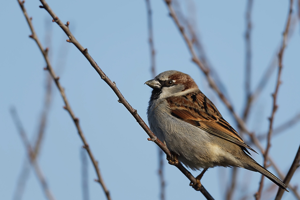 DSC_7054_DxO.jpg