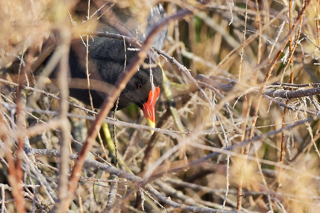 DSC_7067_DxO.jpg
