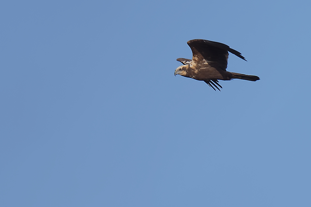 DSC_7074_DxO.jpg