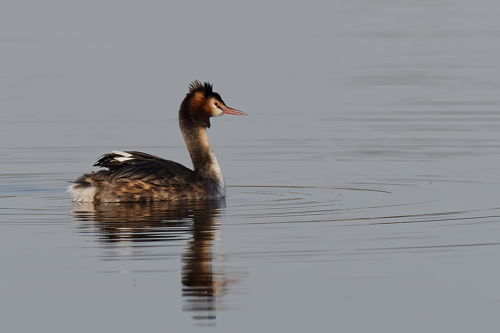 DSC_7112_DxO.jpg