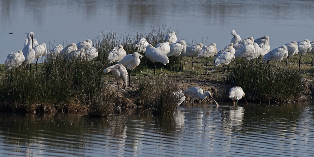 DSC_7161_DxO.jpg