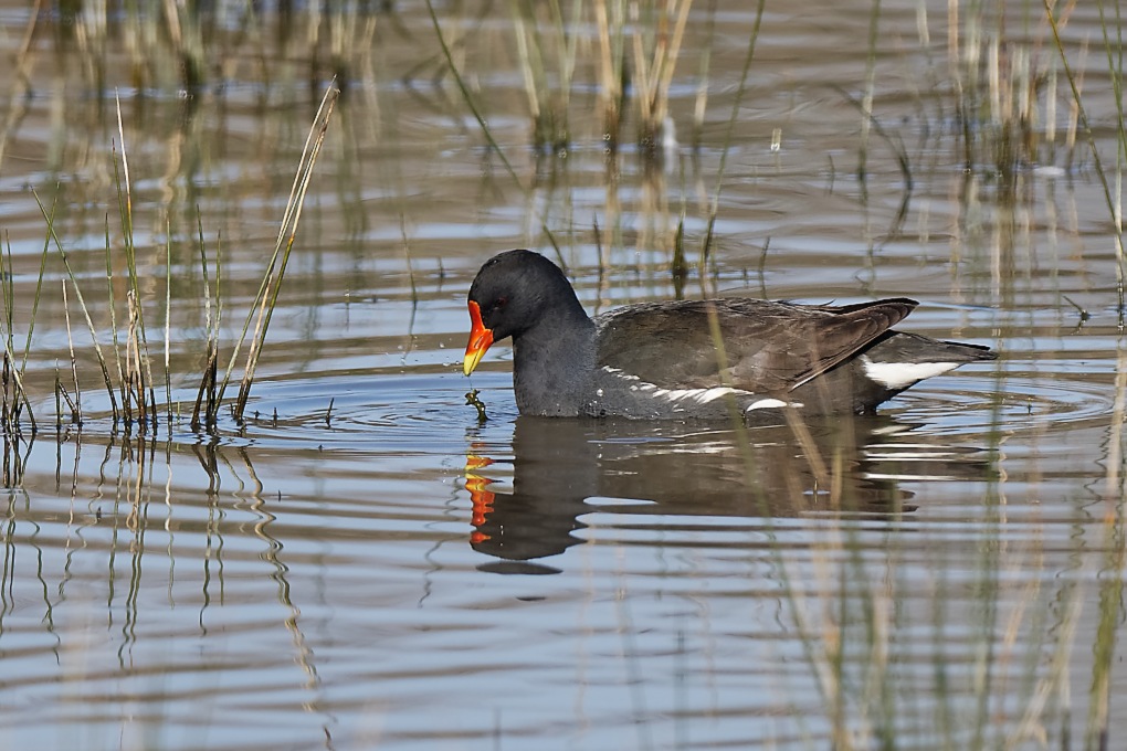 DSC_7170_DxO.jpg