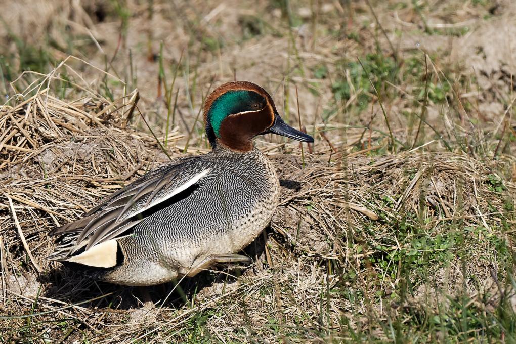 DSC_7171_DxO.jpg