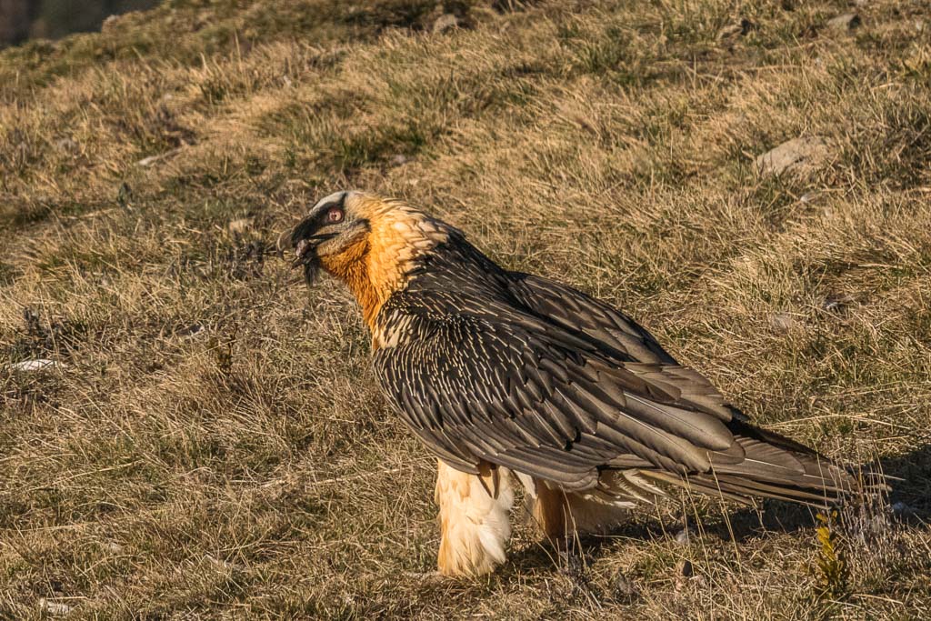 _DSC9318-ps.jpg