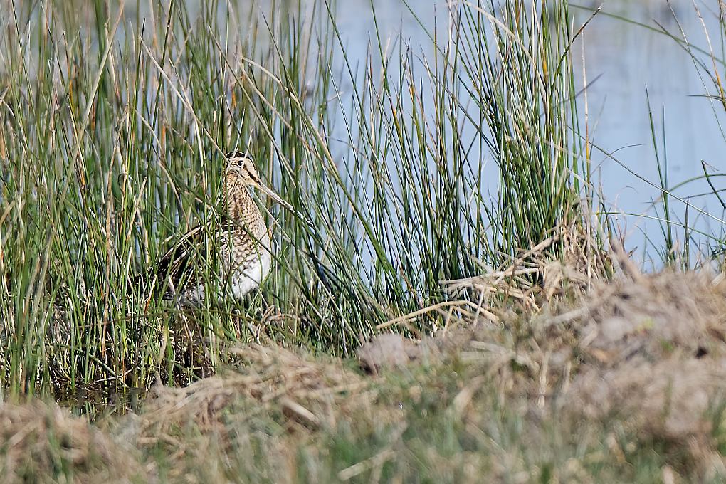 DSC_7191_DxO.jpg
