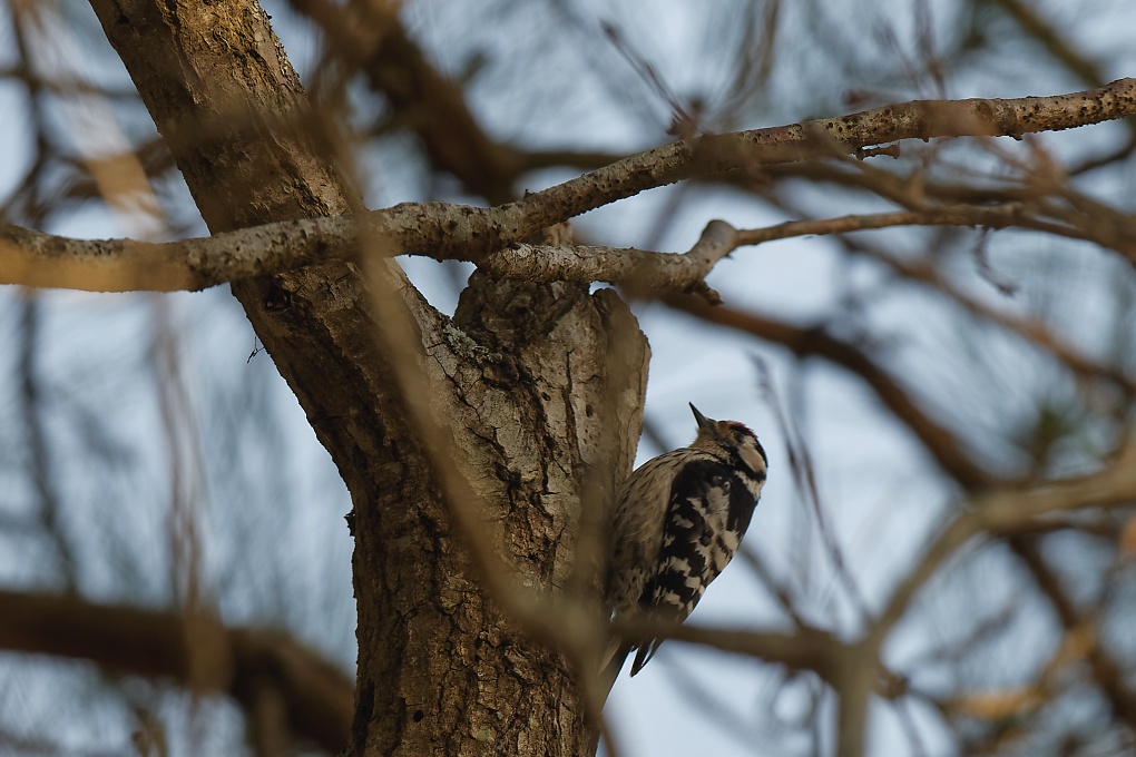 DSC_7194_DxO.jpg