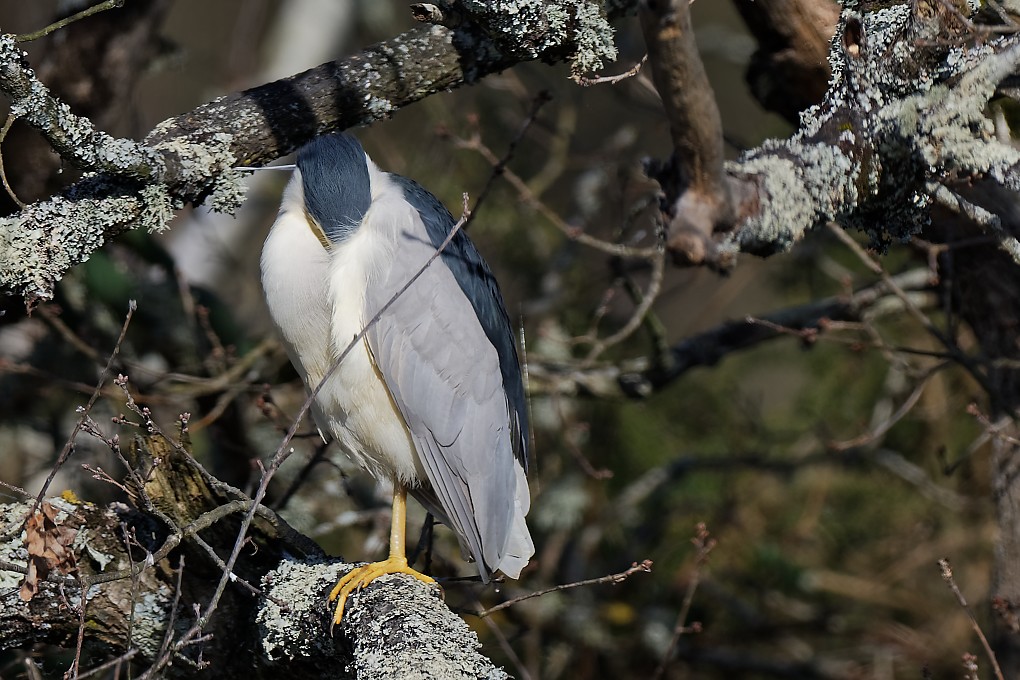 DSC_7210_DxO.jpg