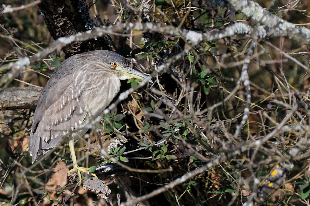 DSC_7229_DxO.jpg