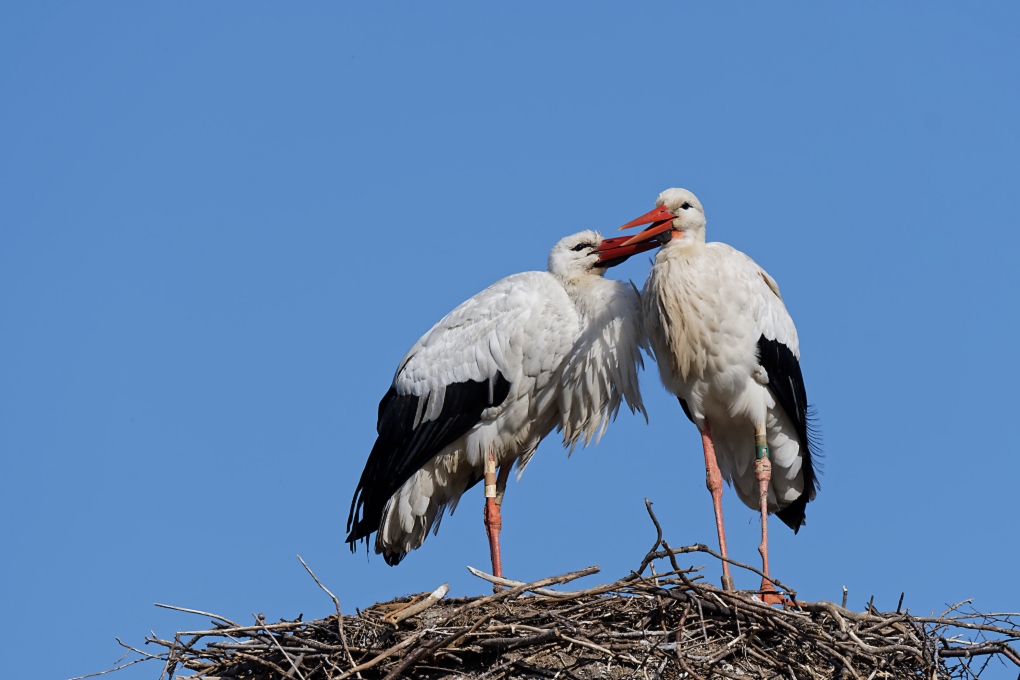DSC_7237_DxO.jpg