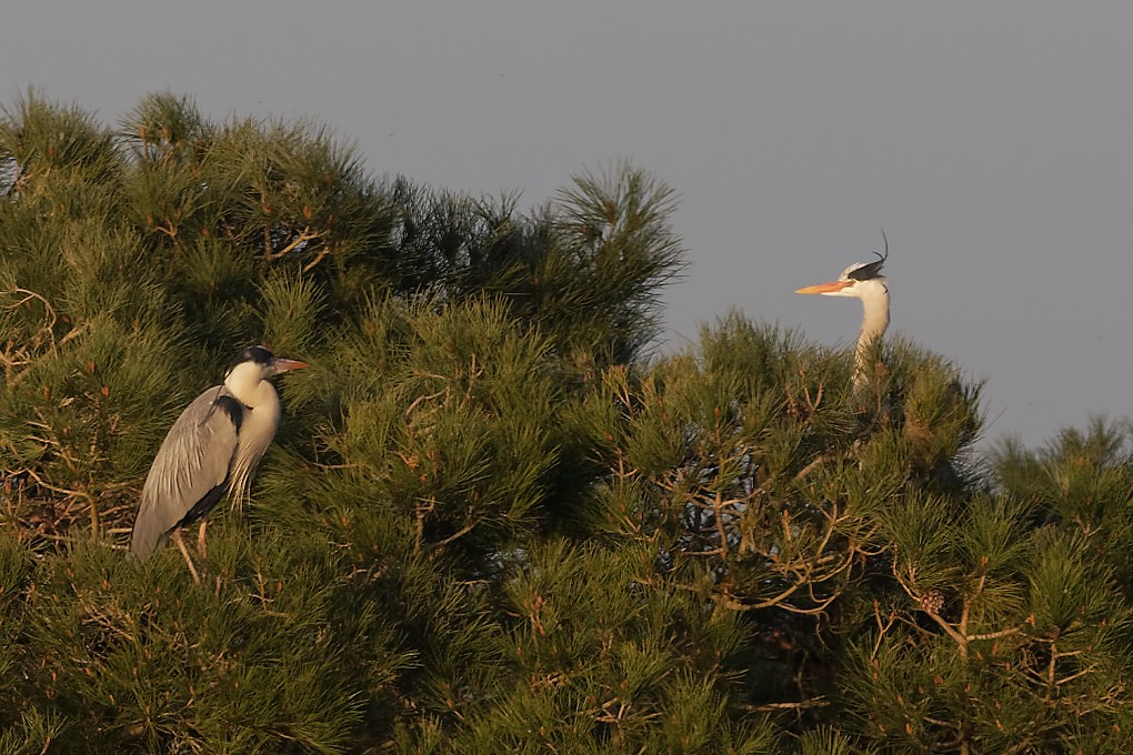 DSC_7310_DxO.jpg