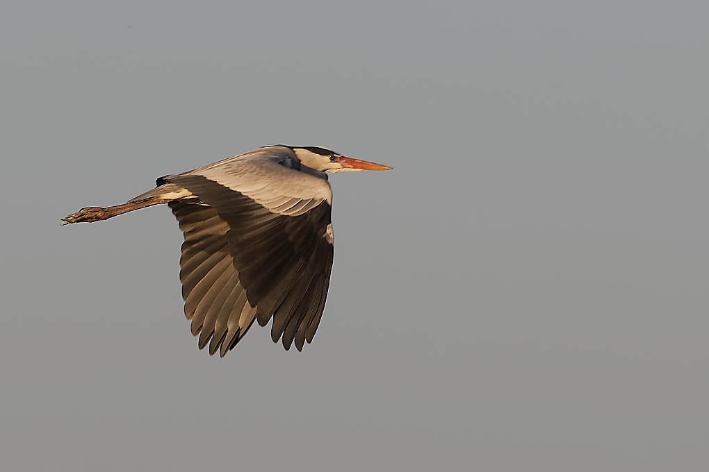 DSC_7321_DxO.jpg