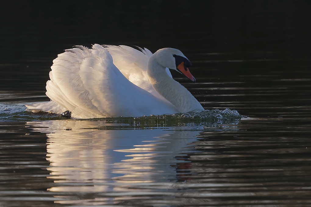 DSC_7355_DxO.jpg