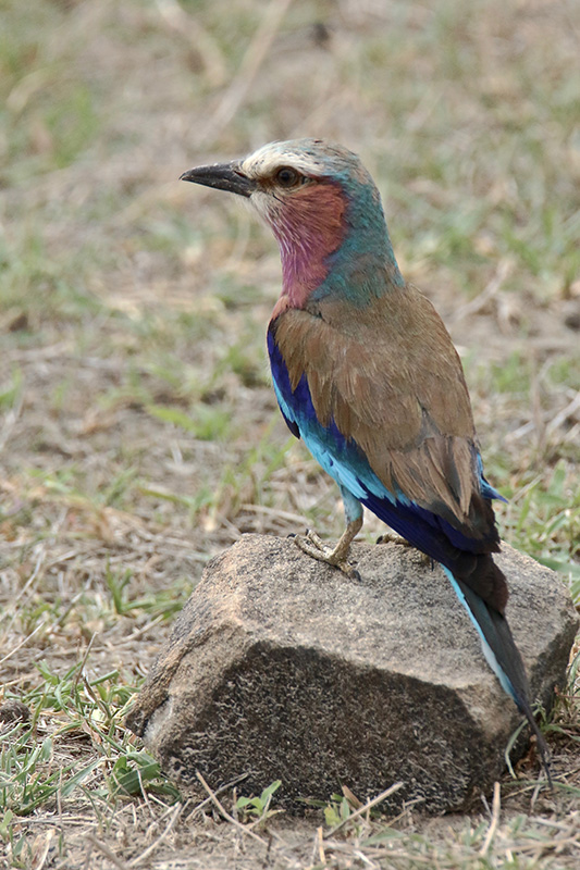 IMG_0331 copie.jpg